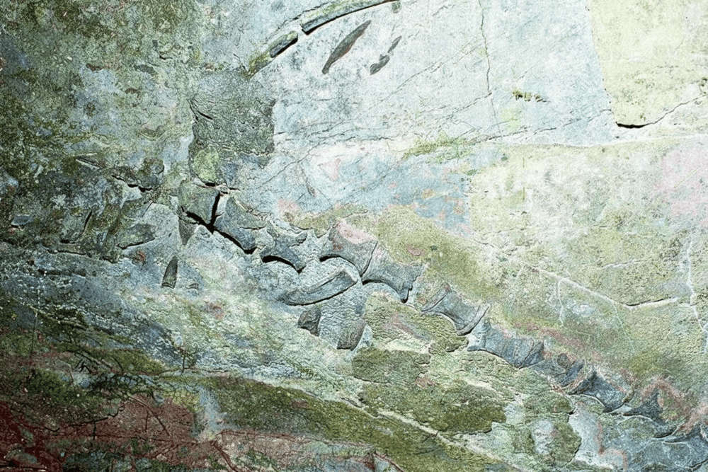 230 million year old fossil skeleton of a "Sea Monster" in the middle of Cuc Phuong forest